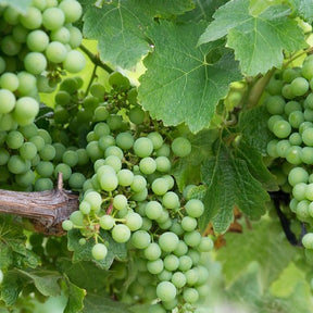 Vitis vinifera chardonnay - Vigne Chardonnay - Vigne