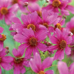 Coreopsis rose Heaven's gate - Willemse