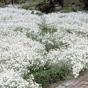 Vente 3 Céraistes - Corbeille d'argent - Cerastium tomentosum
