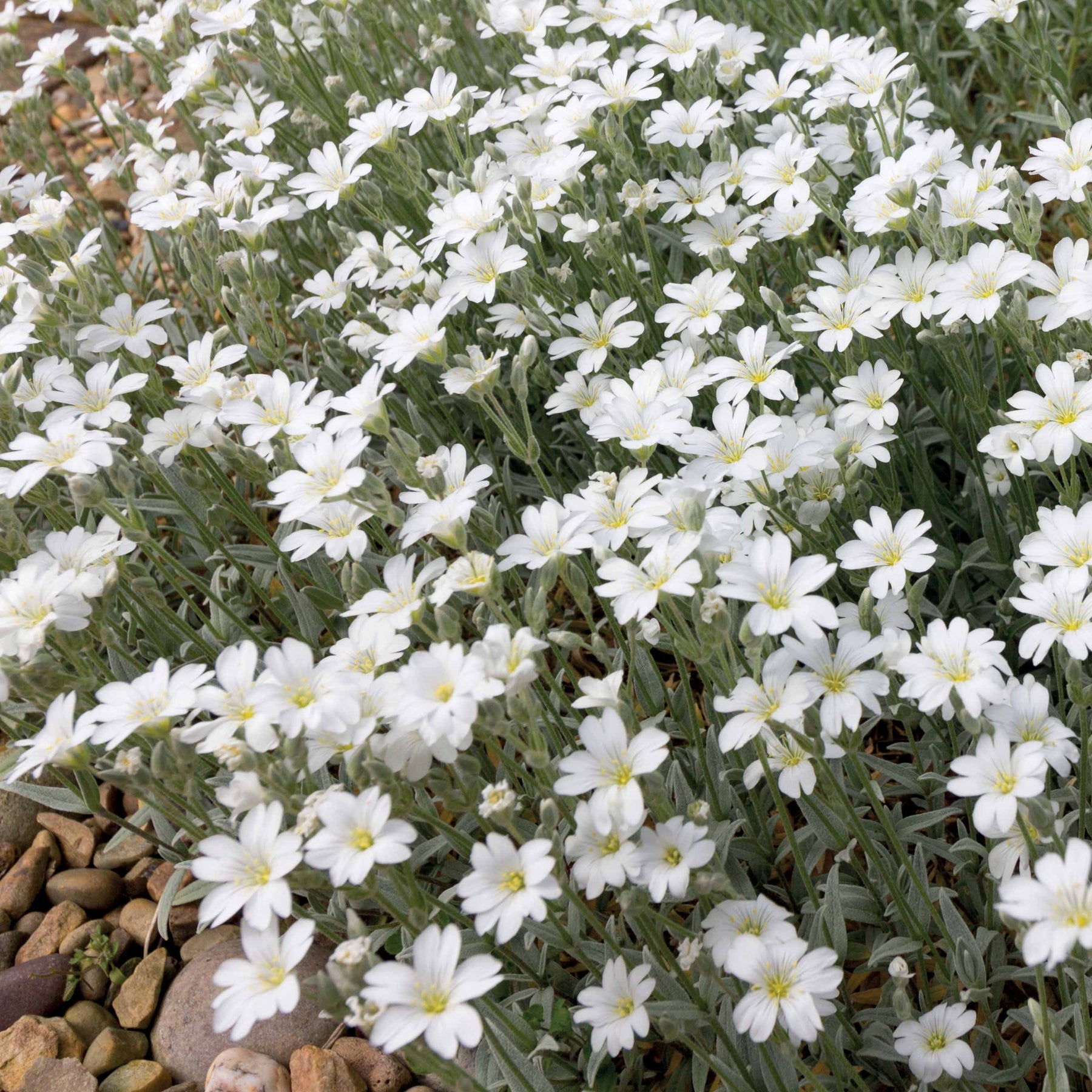 Cerastium tomentosum - 3 Céraistes - Corbeille d'argent - Céraistes