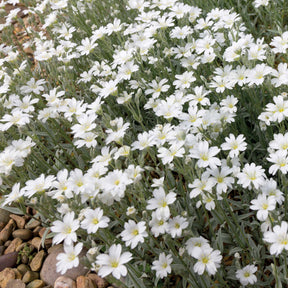 Cerastium tomentosum - 3 Céraistes - Corbeille d'argent - Céraistes