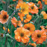 Benoîte Totally tangerine - Willemse