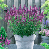 3 Sauges des bois Friesland Pink - Willemse