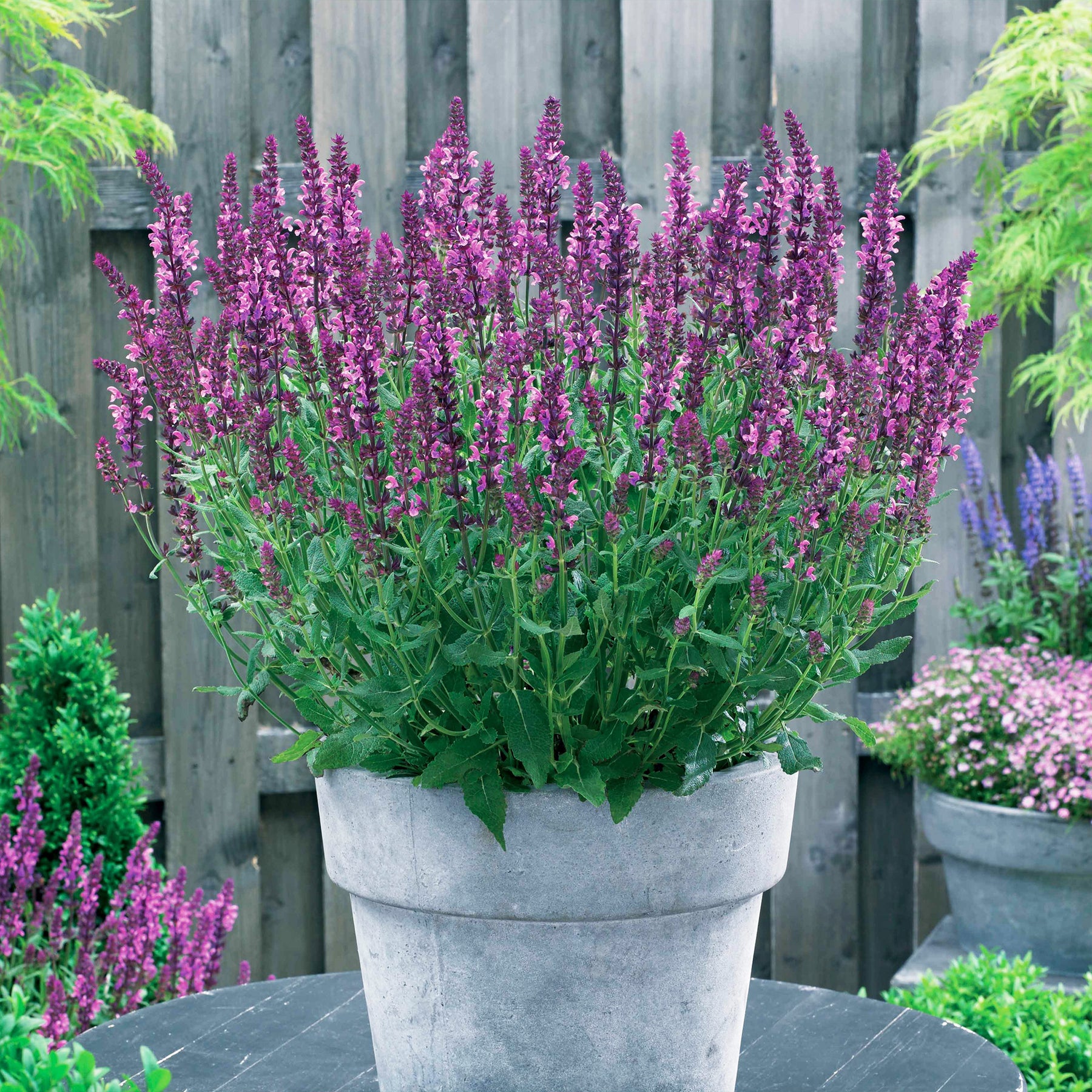 3 Sauges des bois Friesland Pink - Willemse