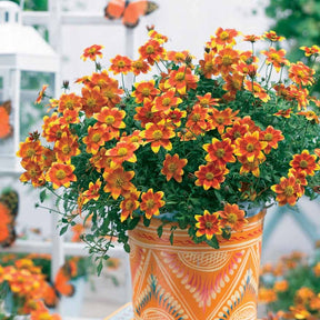 Bidens - 3 Bidens rouge orange - Bidens ferulifolia Beedance Painted Yellow