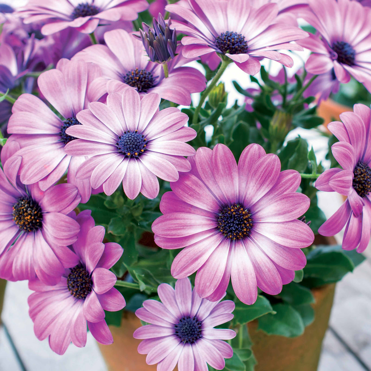 3 Marguerites du Cap Pink flave - Willemse