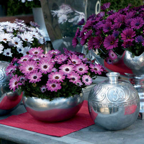 Osteospermum margarita pink flave - 3 Marguerites du Cap Pink flave - Marguerite du Cap - Osteospermum