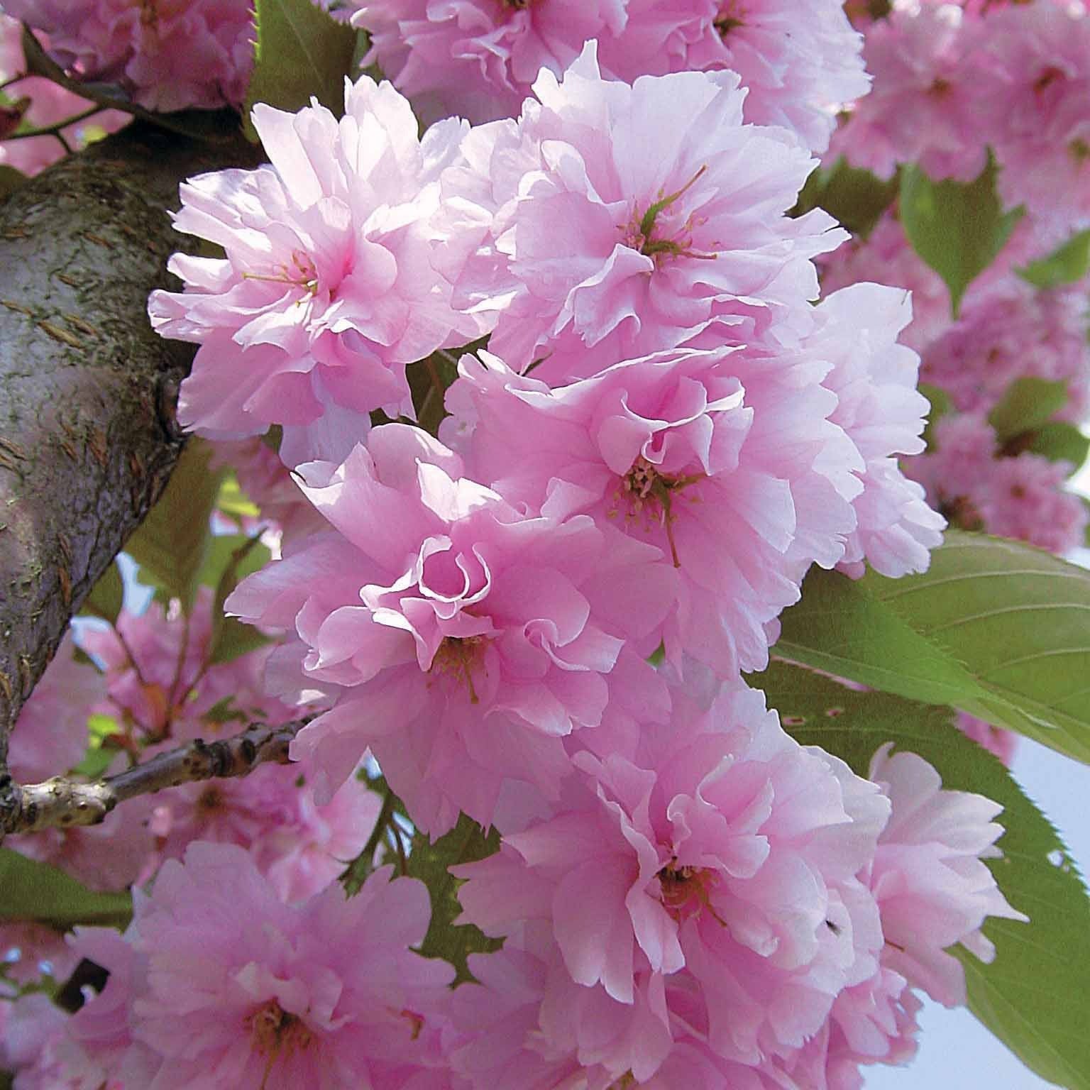 Cerisier à fleurs Kanzan - Cerisier du Japon - Willemse
