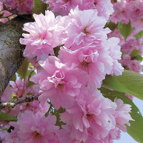 Cerisier à fleurs Kanzan - Cerisier du Japon - Willemse