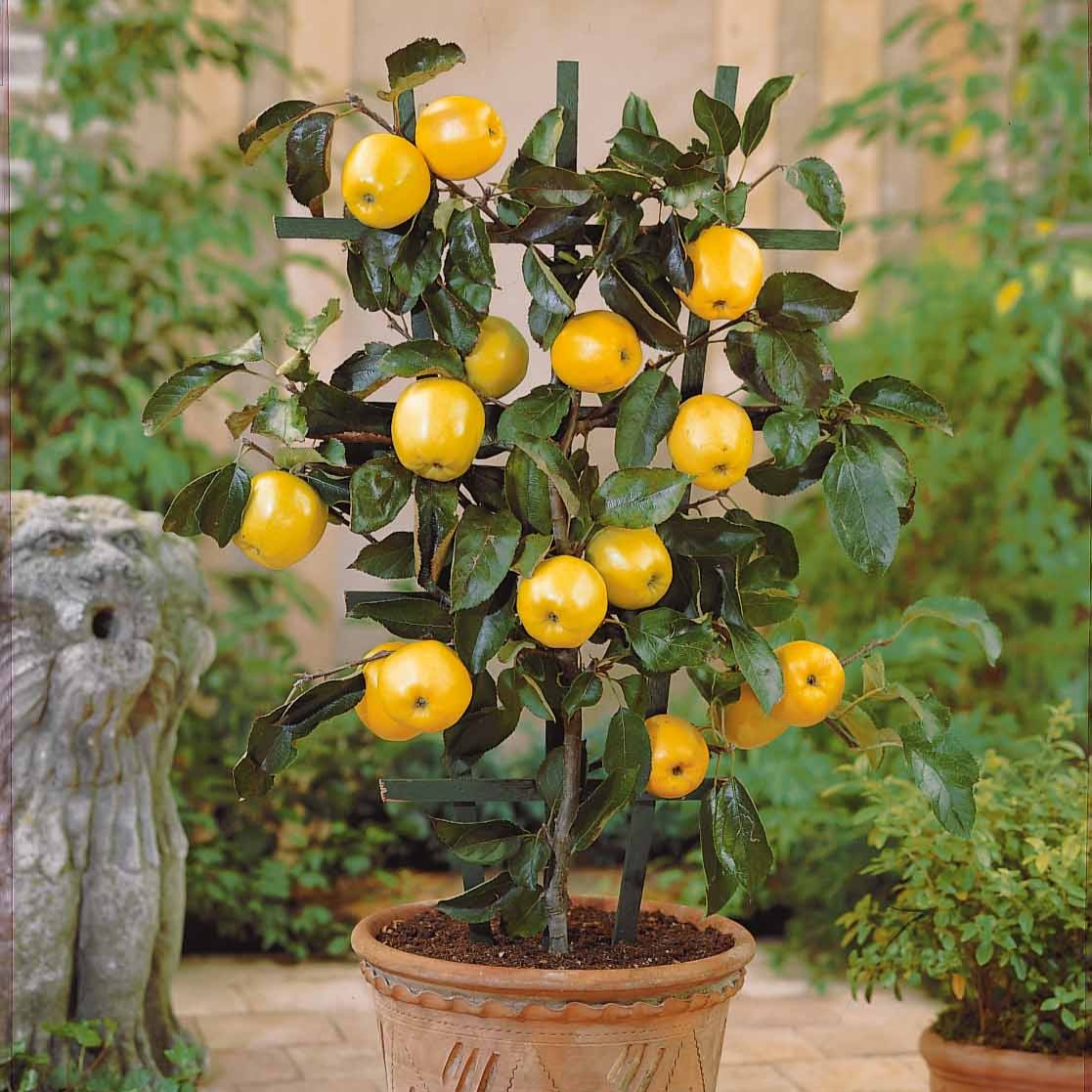 Mini pommier Golden Yellow Spur - Willemse