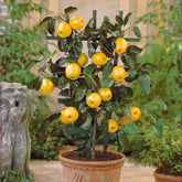 Mini pommier Golden Yellow Spur - Willemse