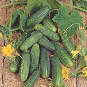 Cornichon Hokus - Willemse