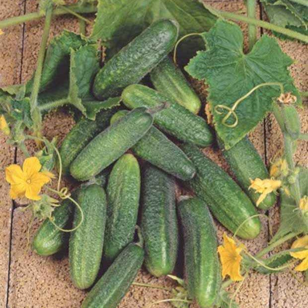 Cornichon Hokus - Willemse