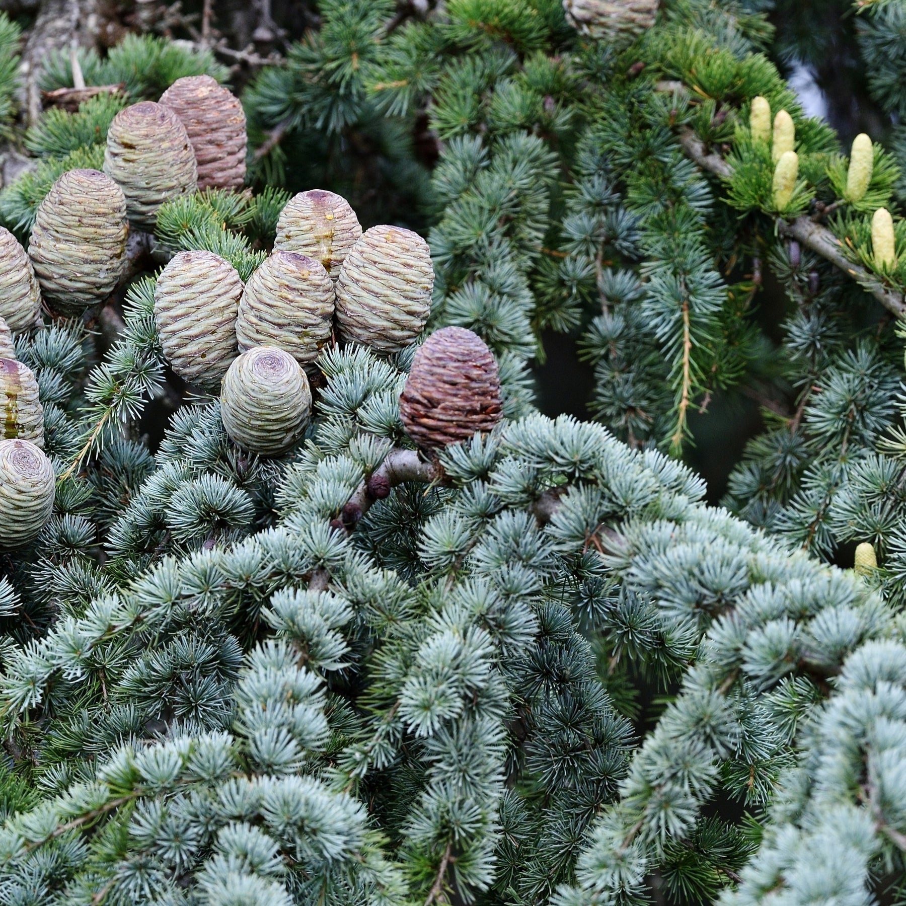 Cedrus atlantica glauca - Cèdre bleu de l'Atlas - Conifères