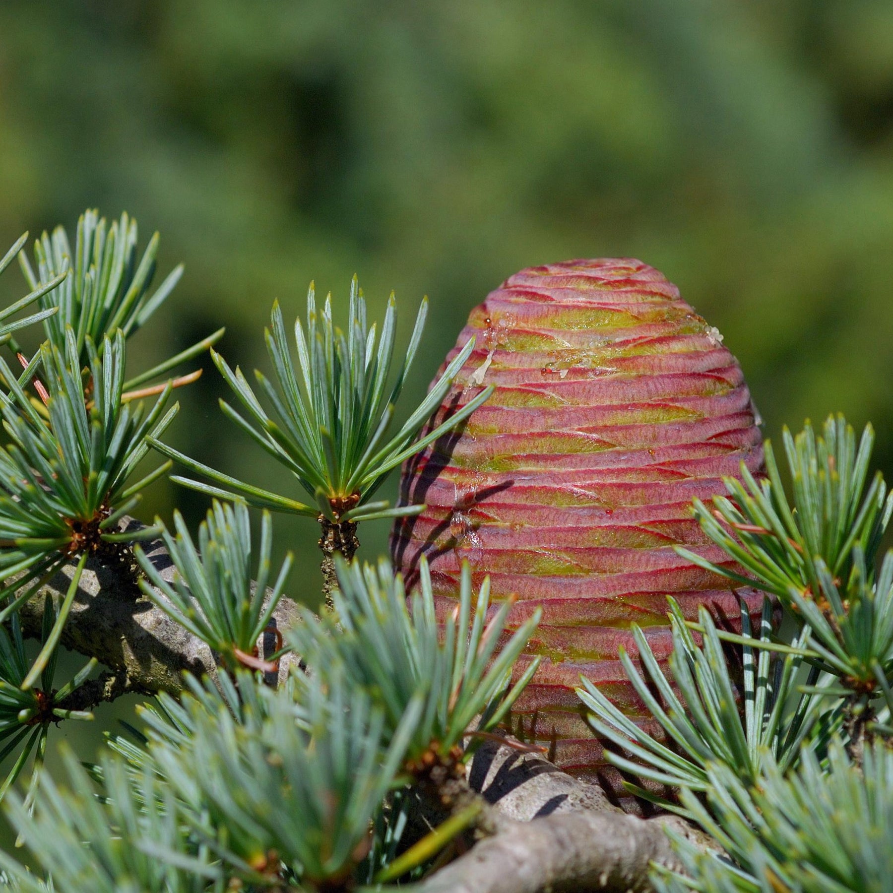 Vente Cèdre bleu de l'Atlas - Cedrus atlantica glauca