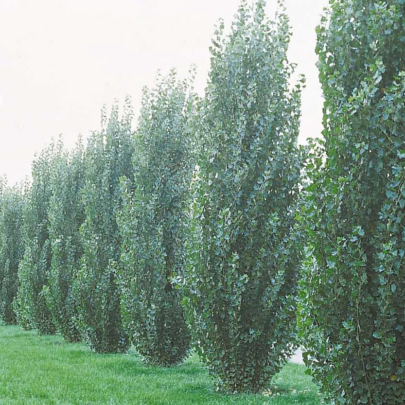 Peuplier - 10 Peupliers noirs d'Italie - Populus nigra italica