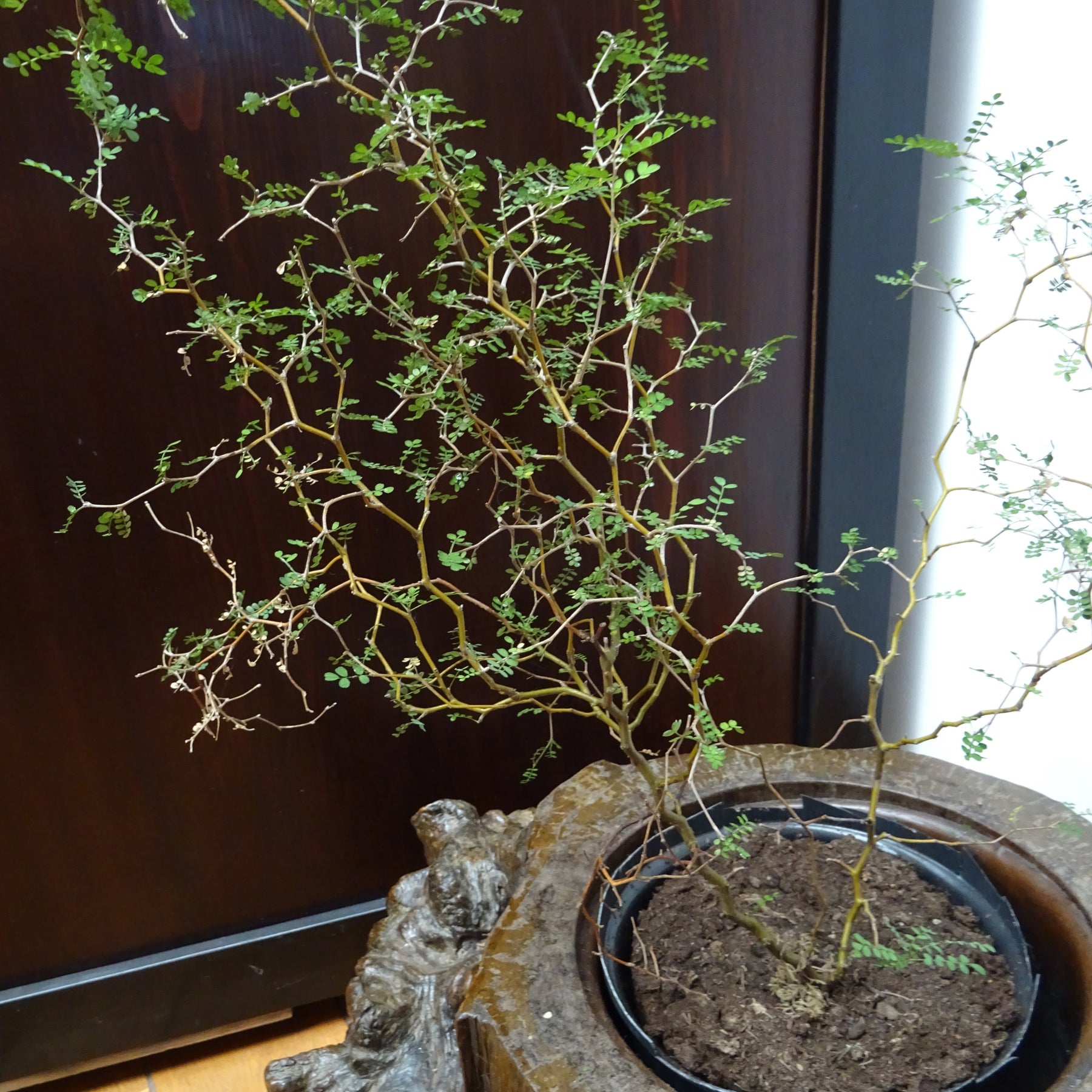 Sophora prostrata Little Baby - Sophora prostrata little baby - Willemse