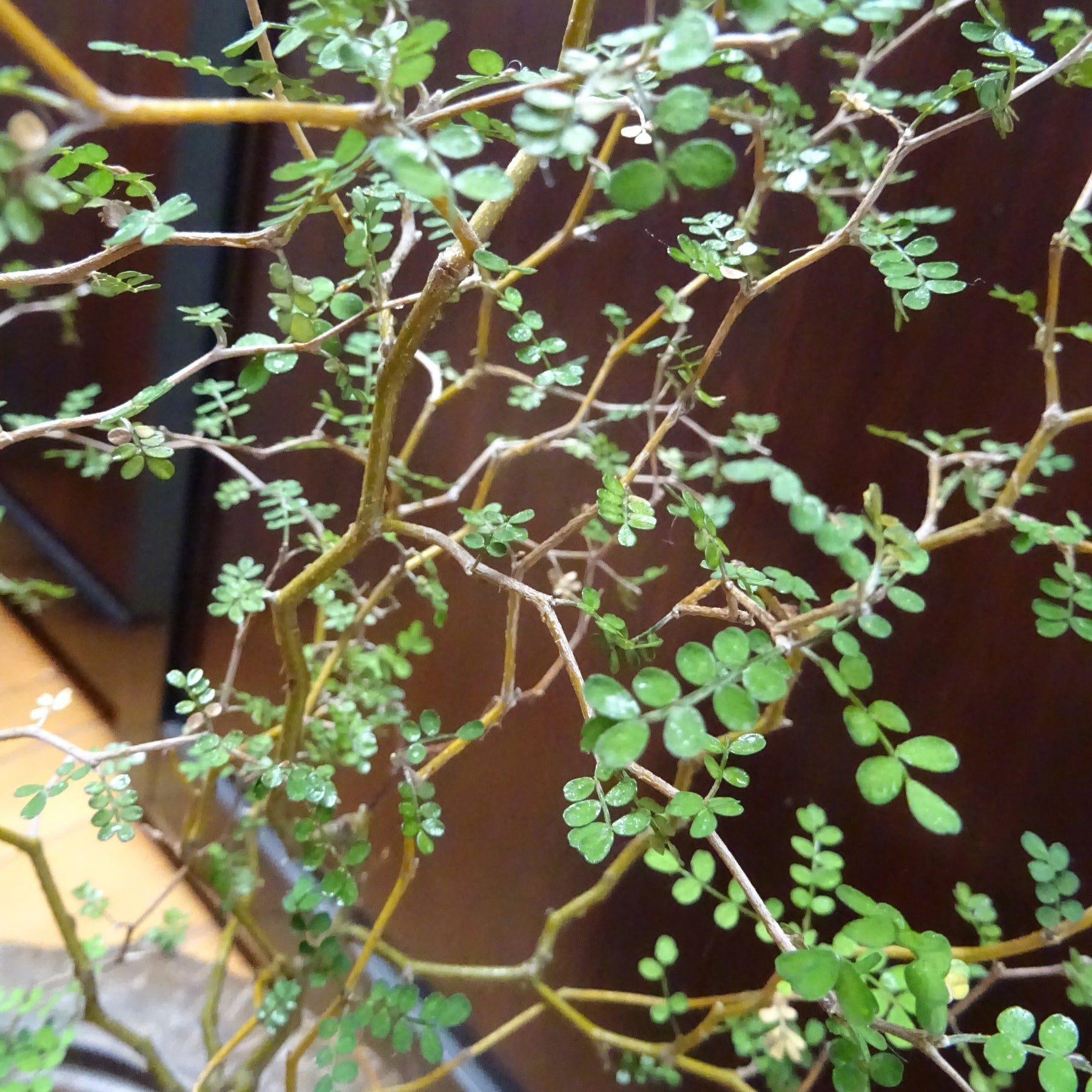 Sophora prostrata little baby - Sophora prostrata Little Baby - Arbustes