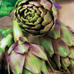 Artichauts - Artichaut Violet de Provence - Cynara cardunculus scolymus Violet de Provence