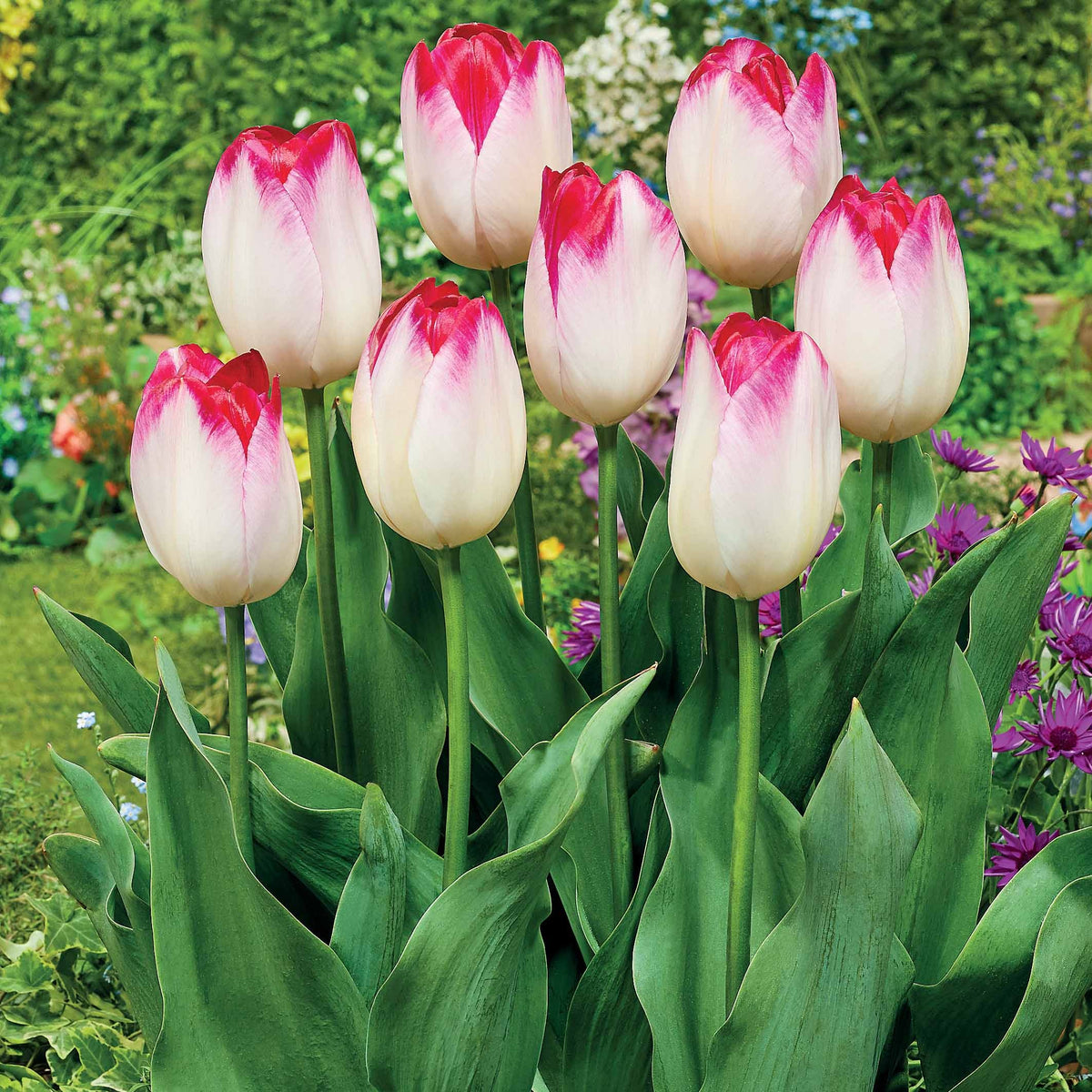 10 Tulipes Supri Erotic - Willemse