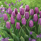 10 Tulipes triomphe Blue Beauty - Willemse