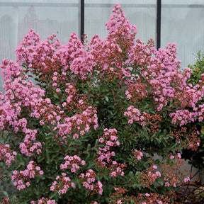 Lilas des indes Eveline - Willemse