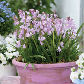 10 Jacinthes des bois - Scilla - Willemse