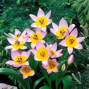 Tulipa Lilac Wonder - 10 Tulipes botaniques Lilac Wonder - Tulipe