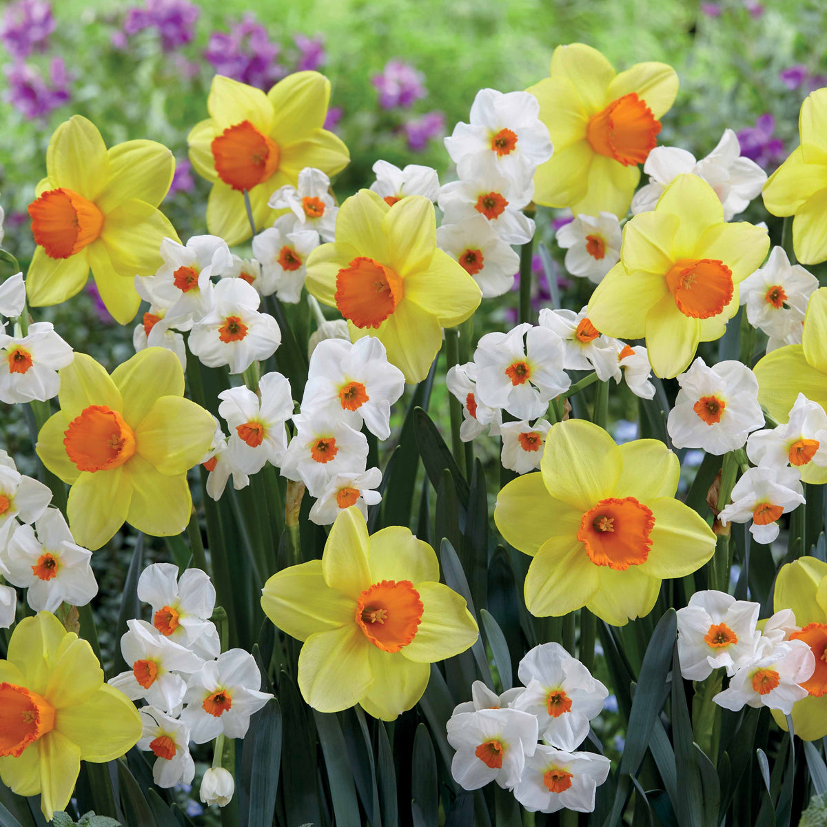 Collection de 16 Narcisses Red Devon et Geraniums - Willemse