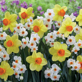 Collection de 16 Narcisses Red Devon et Geraniums - Willemse
