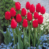 5 Tulipes longues tiges rouges - Willemse