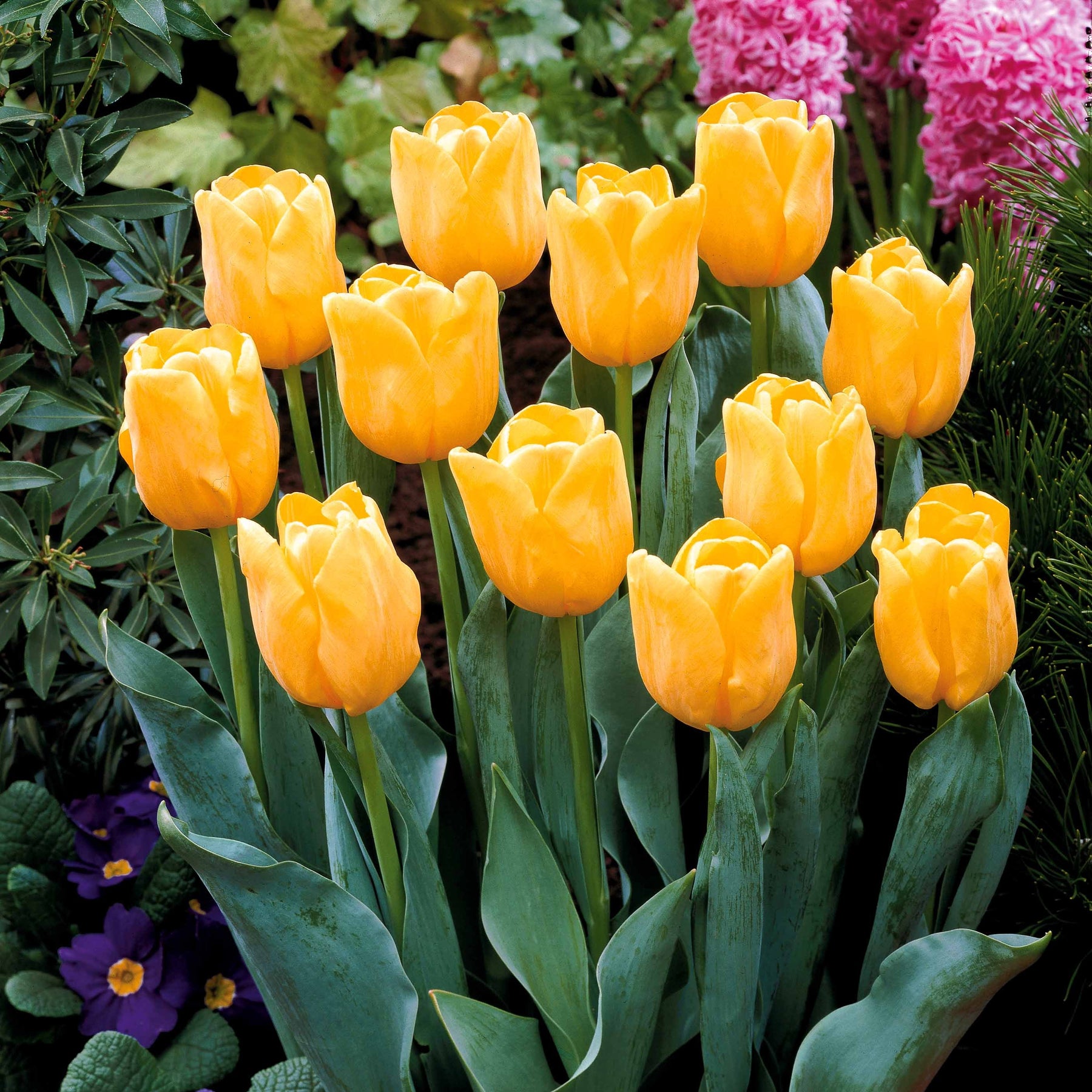 Tulipa - 5 Tulipes longues tiges jaunes - Tulipe