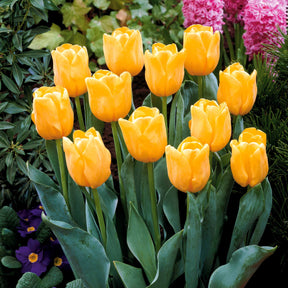 Tulipa - 5 Tulipes longues tiges jaunes - Tulipe