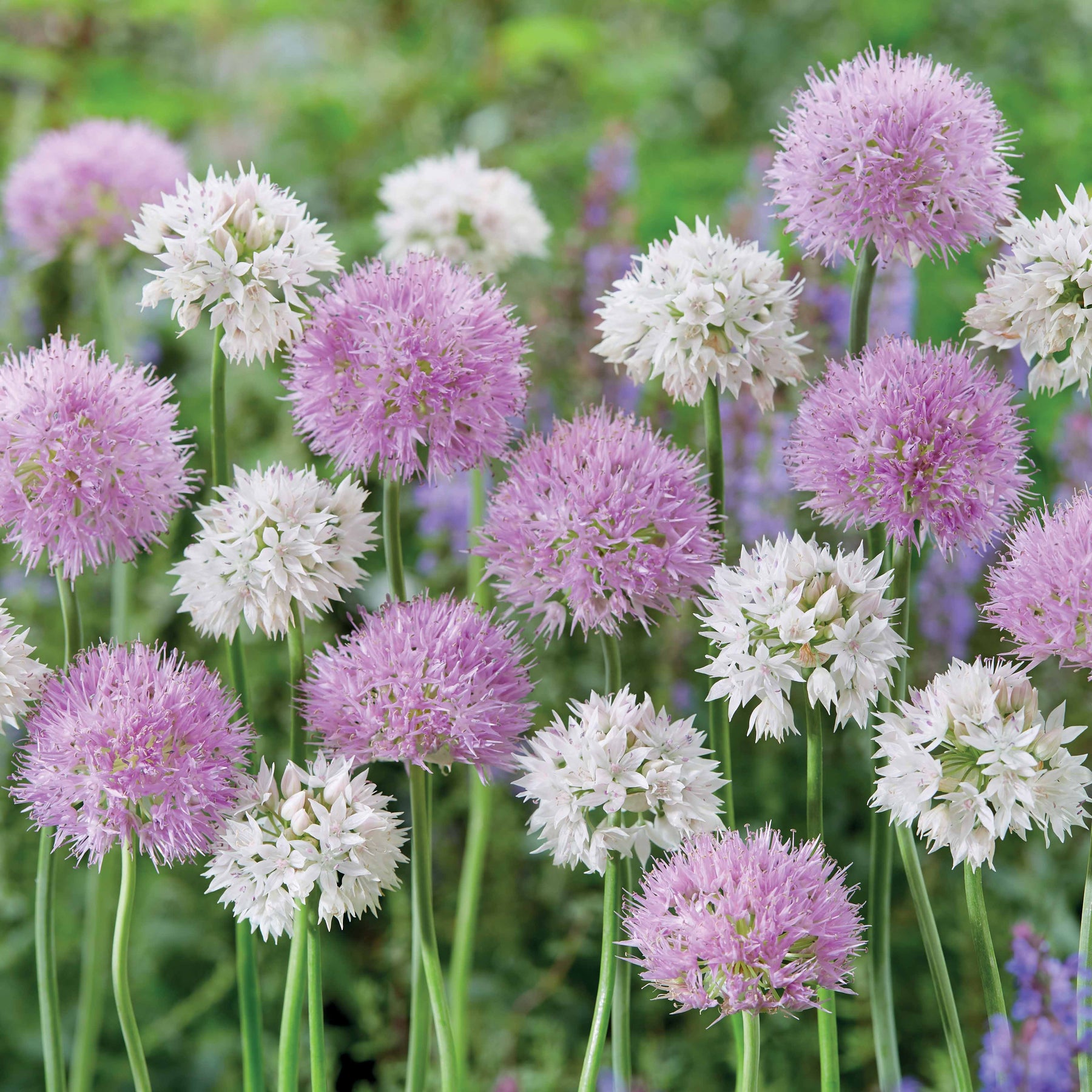 10 Alliums Graceful Beauty - Willemse