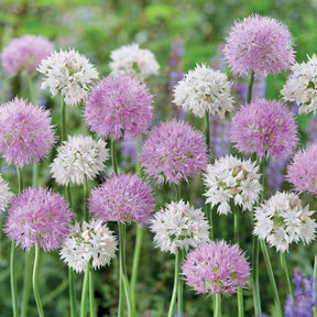 10 Alliums Graceful Beauty - Willemse