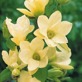 Vente Magnolia Yellow Lantern