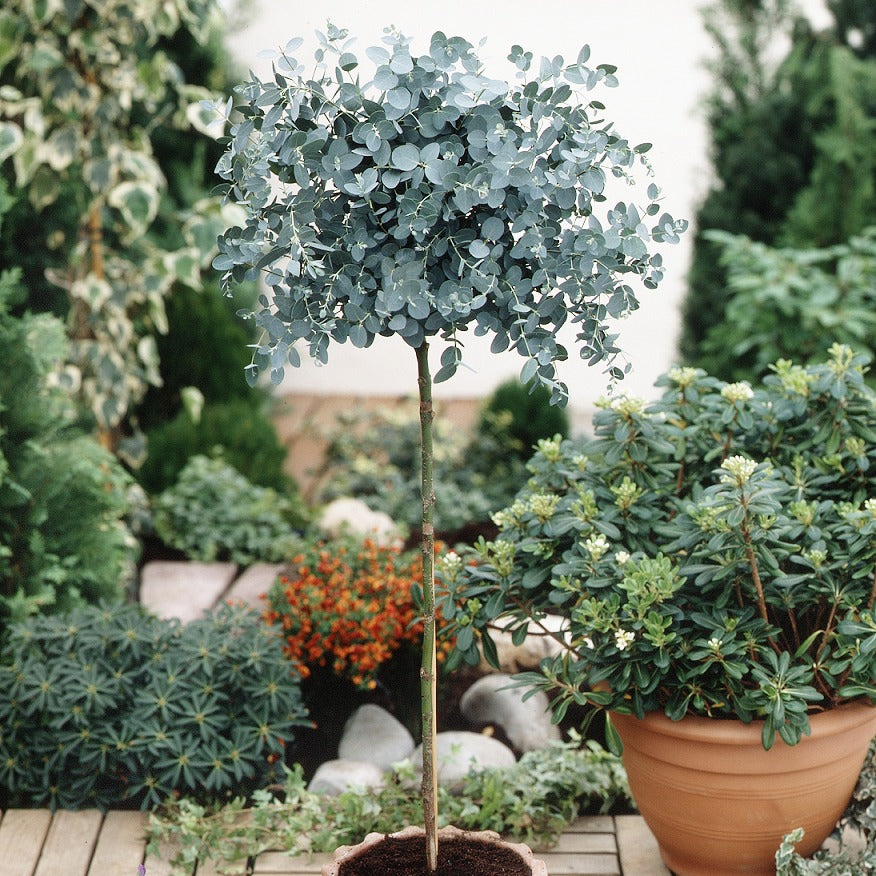 Eucalyptus sur tige - Eucalyptus baby blue - Willemse
