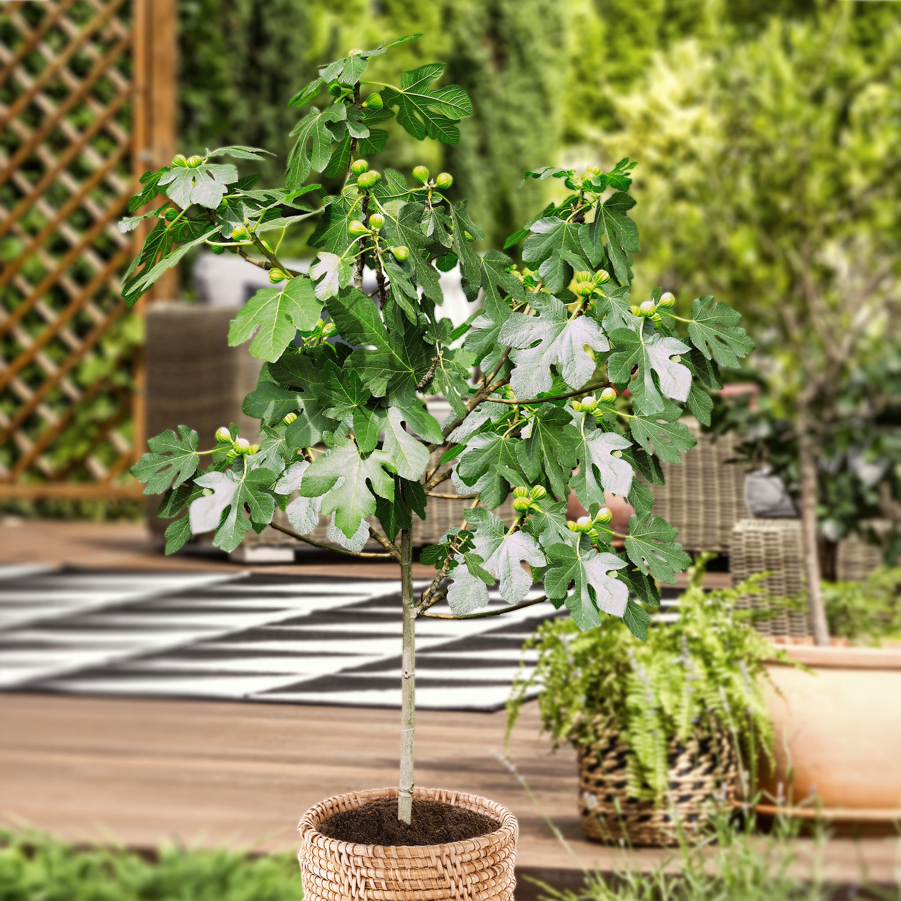 Ficus carica Brown Turkey - Figuier sur tige - Figuier