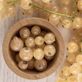 Ribes rubrum white pearl - Groseillier White Pearl - Groseillier