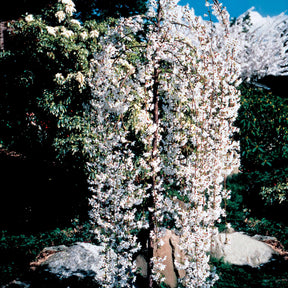 Vente Cerisier à fleurs Snow Fountains - Prunus Snow Fountains