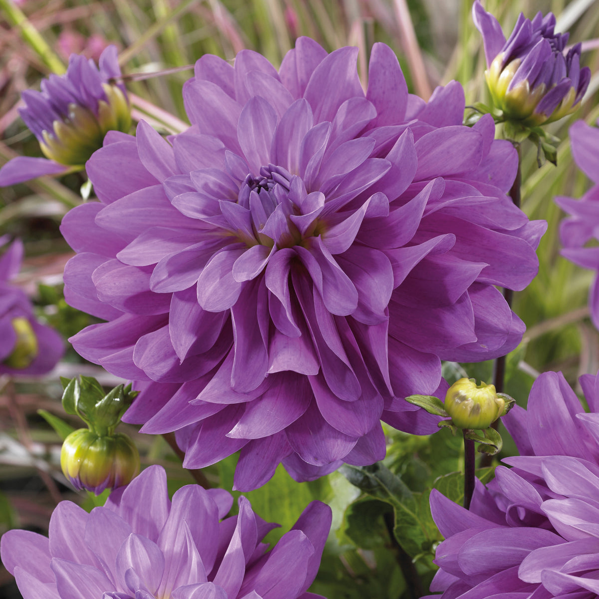 3 Dahlias Bluetiful - Willemse