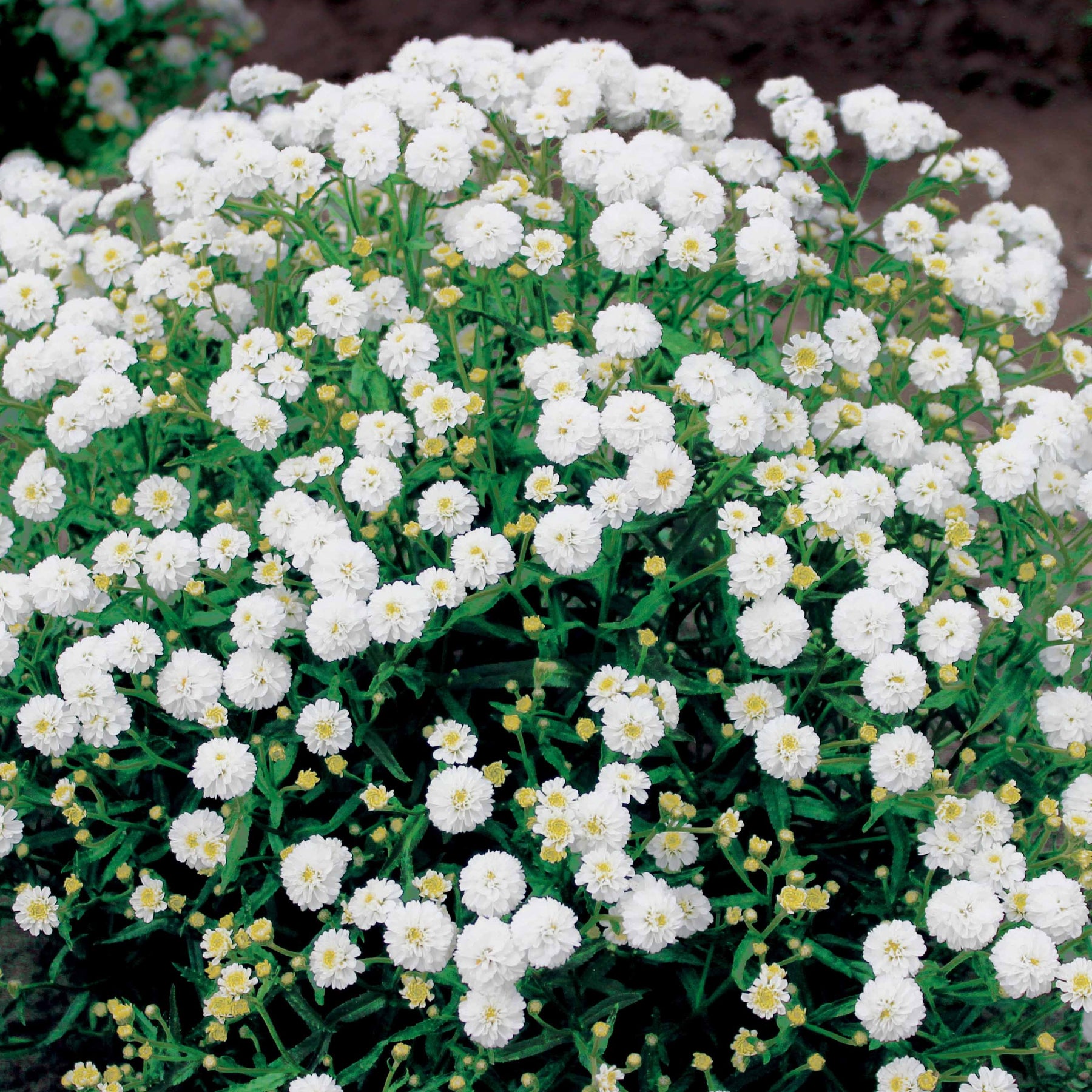 3 Achillées Diadem - Achillea ptarmica diadem - Willemse