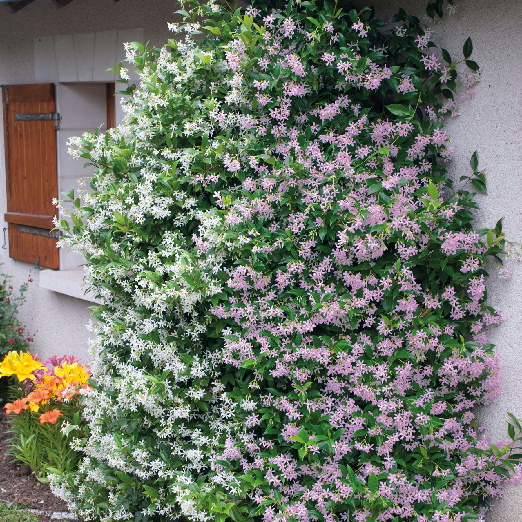 Collection de 2 Jasmin étoilé rose et blanc - Trachelospermum jasminoides - Willemse