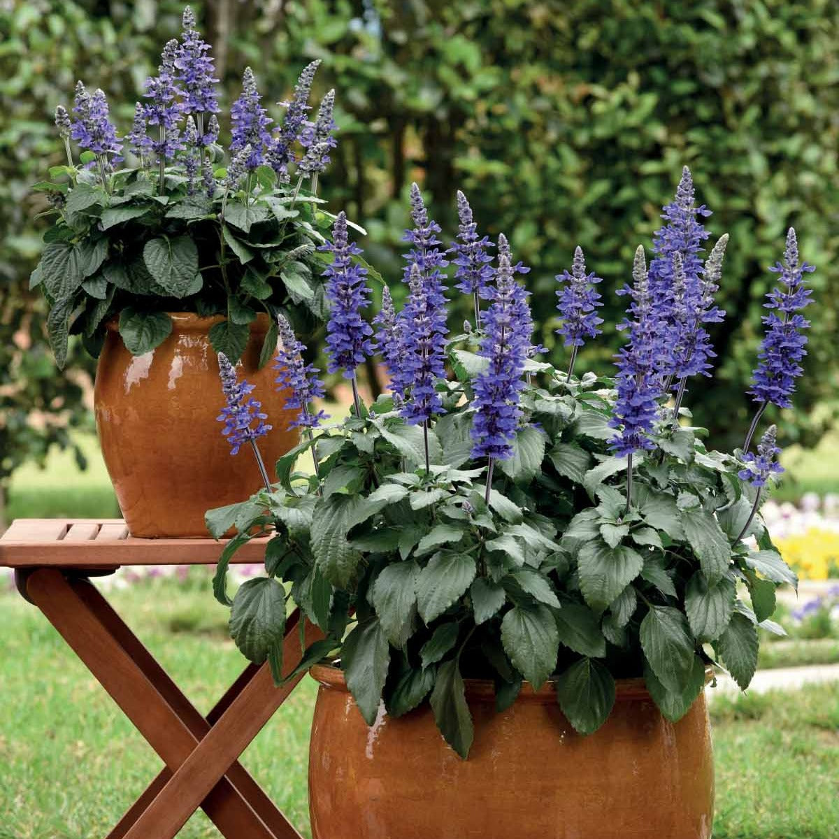 Salvia mysty - 3 Sauge Mysty - Sauges