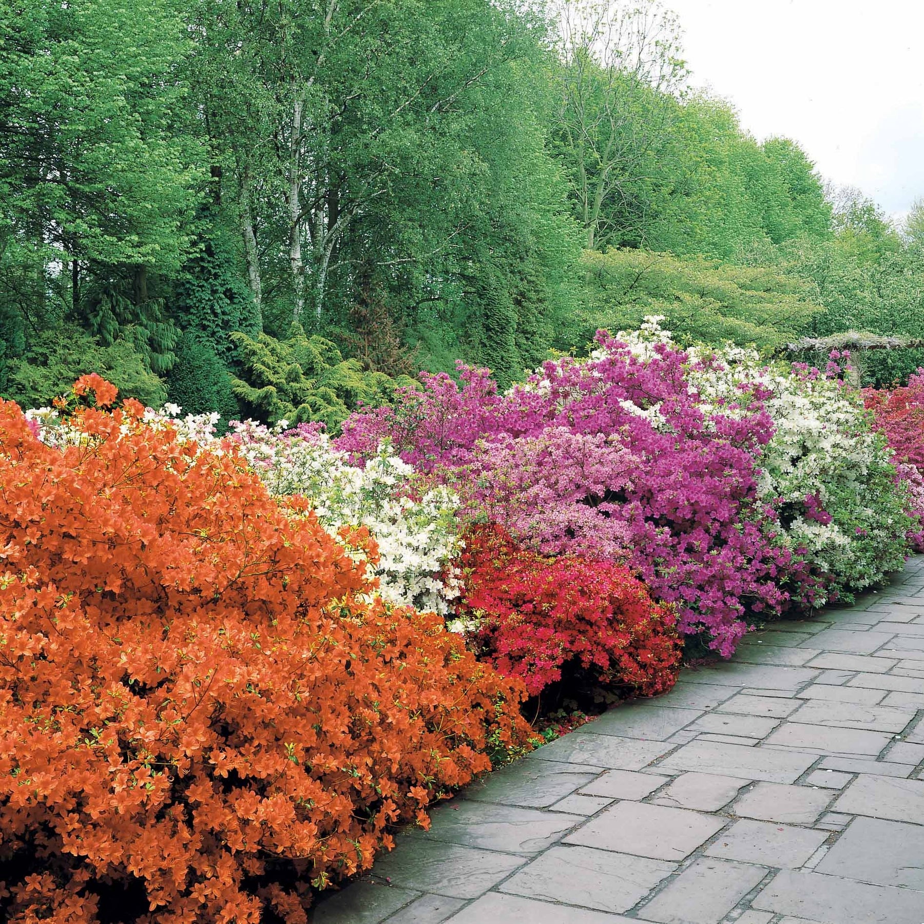 Azalée du Japon rouge - Azalea japonica red - Willemse