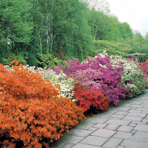 Azalée du Japon rouge - Azalea japonica red - Willemse