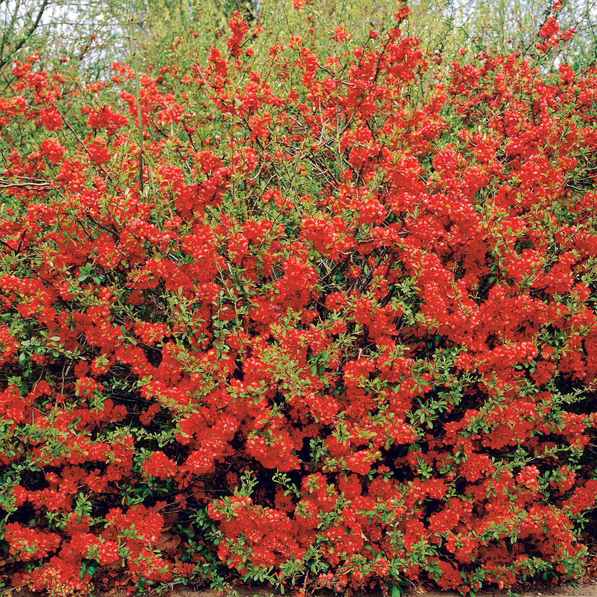 Cognassier du Japon - Chaenomeles japonica - Willemse