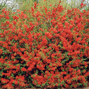 Cognassier du Japon - Chaenomeles japonica - Willemse