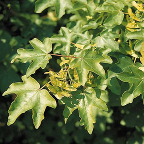 Vente Haie de 10 Erables champêtre - Acer campestre