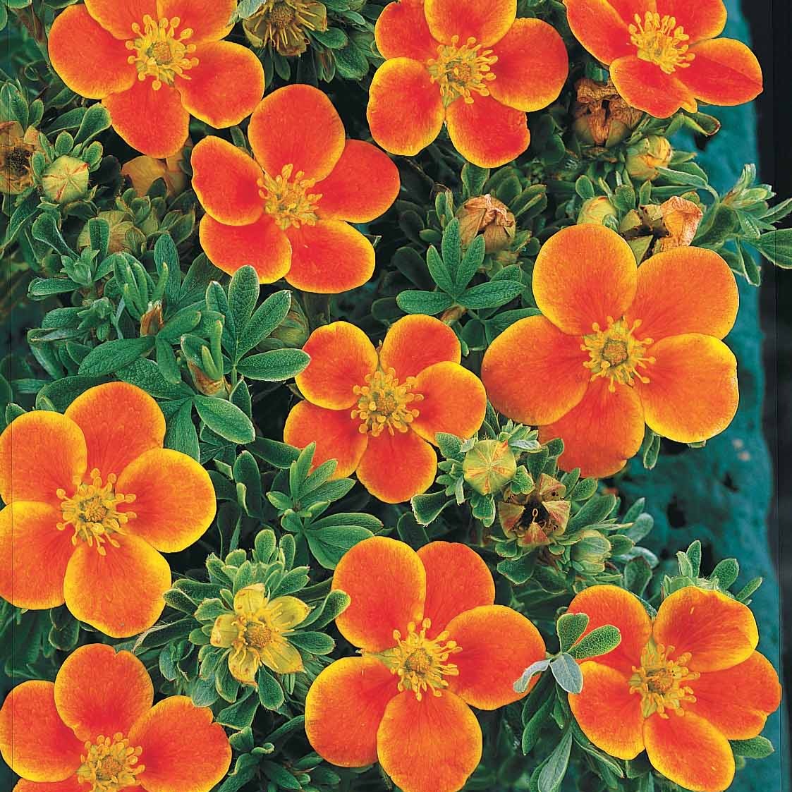 Potentilla fruticosa Hopley's Orange - Potentille Hopley's Orange - Potentilles